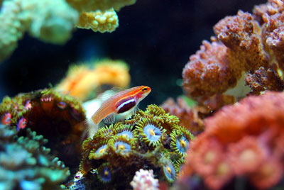 꼰띠끼 월 & 산호초 군락.jpg